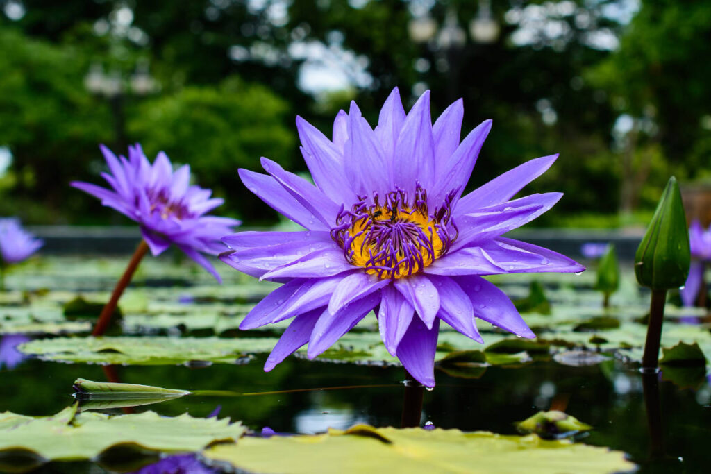 blue lotus flower